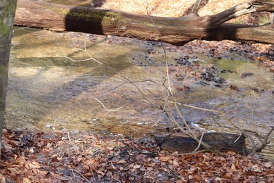 296.42+/- Acres | Grainger County, & Hawkins County Tennessee - photo 14