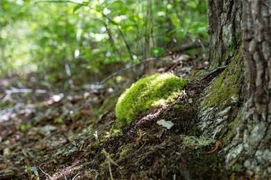 Saddle Camp is a private 10.48-acre mountain retreat within the - photo 10