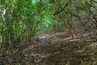 River Camp is a remarkably rare 10.65-acre mountain property - photo 3