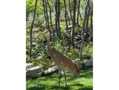 Welcome to 9080 North Uinta Drive. Sitting majestically above - photo 6