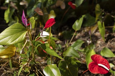 Tucked away in the cool, serene climate of Volcano, this newly - photo 29