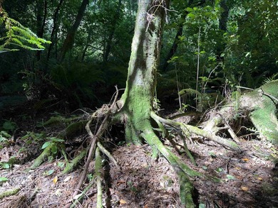 Incredible opportunity to purchase 3.7 acres of river frontage - photo 32
