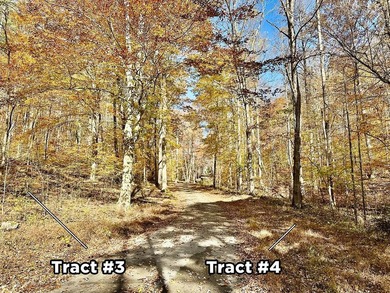 12.34 Acres of wooded hillside with small pond, tall and - photo 10
