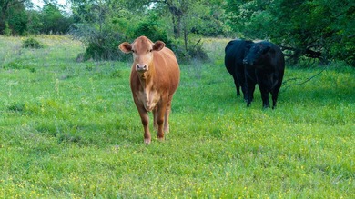 Just outside Athens, Texas, this exceptional 250-acre ranch - photo 27