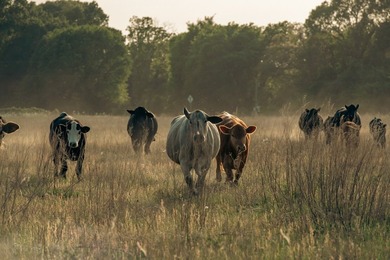 Just outside Athens, Texas, this exceptional 250-acre ranch - photo 34