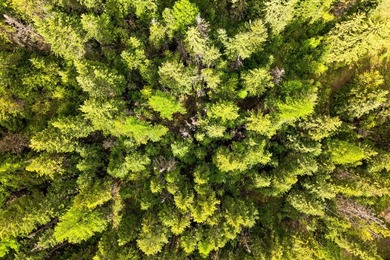 Bordering Forest Service on one side. A rare 40 acre parcel with - photo 31