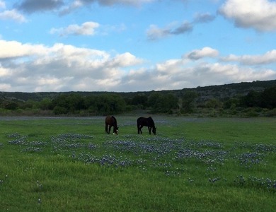 38 +/- acres in Sendero Ridge- horse ready, private & - photo 3