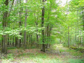 Lake Morris Acreage For Sale in Wautoma Wisconsin
