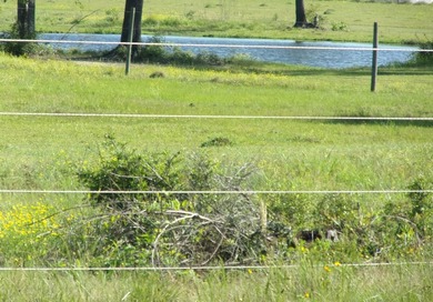 Beautiful, cleared flat property w/approx. 19.5 acres (of which - photo 3