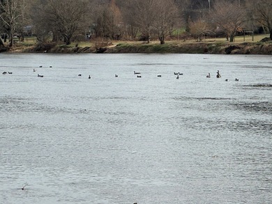 NEW RIVER waterfront land for sale ~ 10.69 acres, buildable - photo 4