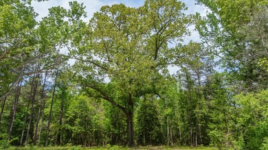 Exceptional Northeast Texas ranch featuring rolling elevation - photo 12