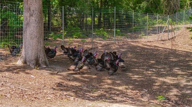 Exceptional Northeast Texas ranch featuring rolling elevation - photo 28