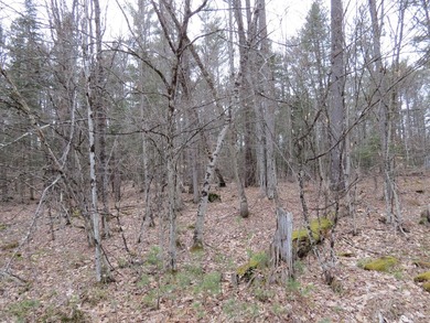 A great corner lot on the loop of Spruce land for your home or - photo 4