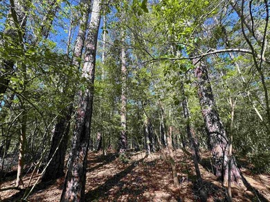 Lake Sam Rayburn  Lot For Sale in Brookeland Texas
