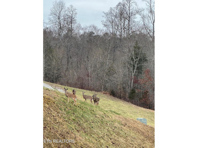 Norris Lake Lot For Sale in Lafollette Tennessee