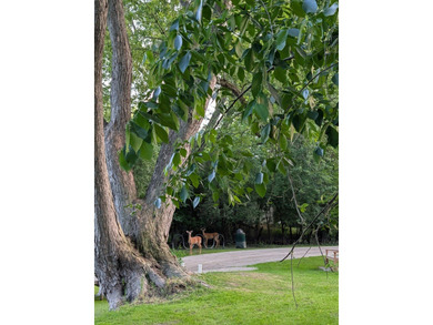 Ready to build your dream home?! Great Vacant Land is just - photo 5