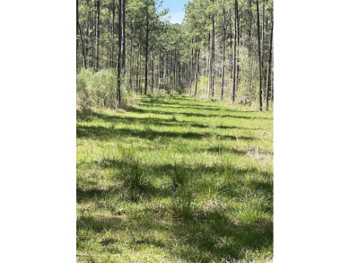 DEER GALORE!! If you are looking for a secluded prime piece of - Lake Acreage For Sale in Broaddus, Texas