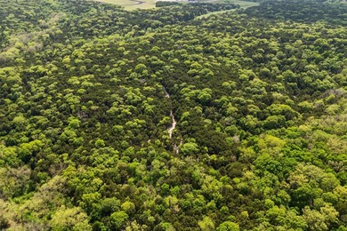 52 Secluded Wooded Acres in Cedar Hill - Bordering Dogwood - photo 8