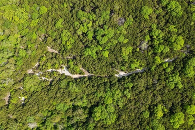 52 Secluded Wooded Acres in Cedar Hill - Bordering Dogwood - photo 9