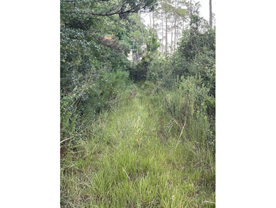 Bordering Longleaf Trail and less than a mile from Gulf access - photo 9