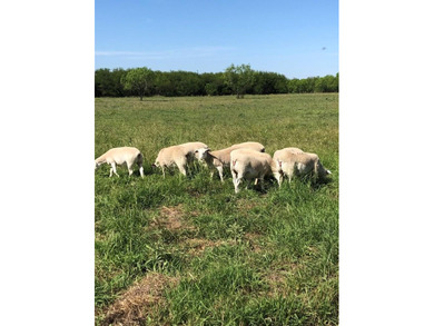 510+ acres fenced and cross fenced into 4 pastures and 1 trap - photo 6