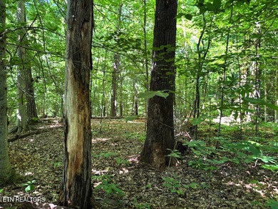 SPECTACULAR WATERFRONT TRACT ON THE LITTLE RIVER! This property - photo 4