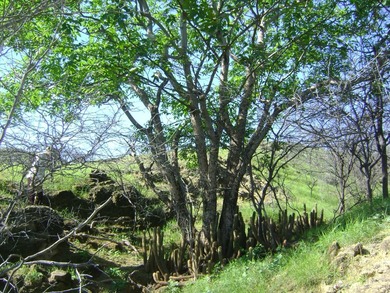 150 acres of hillside property overlooking the Pacific Ocean - photo 11