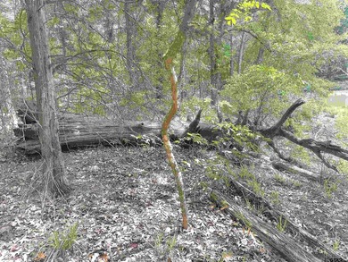 This fantastic lot in the sought-after Tall Tree community. Tall - photo 3