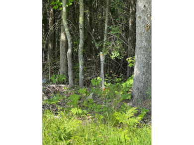 3.64 acres on Lake Kabetogama adjacent to Voyagers National Park - photo 10
