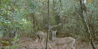 74.8 acres of beautiful property with oaks, magnolias, pines & - photo 12
