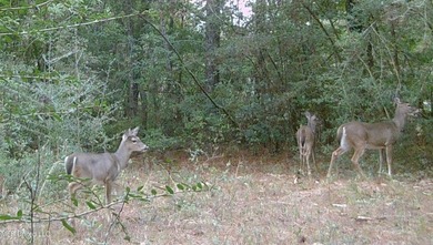 74.8 acres of beautiful property with oaks, magnolias, pines & - photo 13