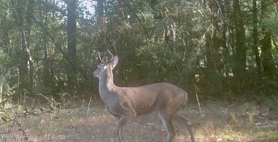 74.8 acres of beautiful property with oaks, magnolias, pines & - photo 14