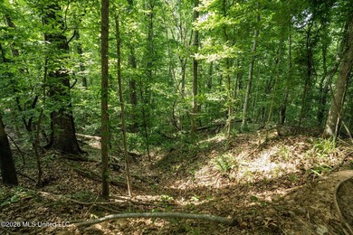 Whitetail Deer and Turnkey hunting, fishing, and timber - photo 21