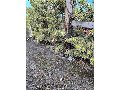 Unique opportunity to own 13+ acres with forever views in the - photo 17