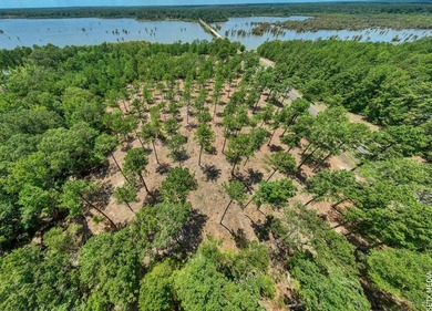 +/-20 acres on Lake Sam Rayburn! Rare opportunity to own - photo 7