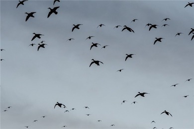 Dark Skies Farm may be the most improved duck hunting land ever - photo 42