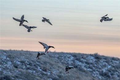 Dark Skies Farm may be the most improved duck hunting land ever - photo 43