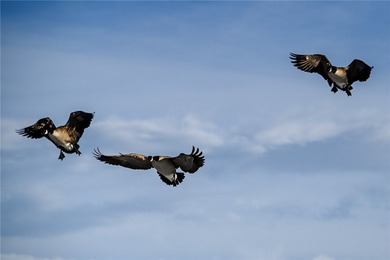 Dark Skies Farm may be the most improved duck hunting land ever - photo 44