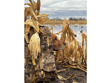 Dark Skies Farm may be the most improved duck hunting land ever - photo 45