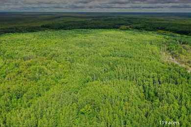 Amazing opportunity to own 119 acres of prime wooded real estate - photo 9