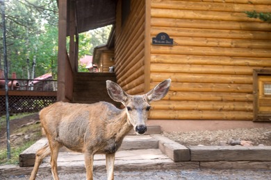 Beautiful getaway in Angel Fire only 1,7 mi from the ski basin & - photo 29