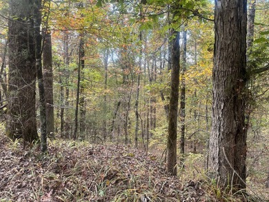 Discover a rare opportunity to own 360+/- acres of mature, mixed - photo 4