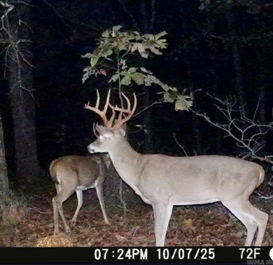 54+/- acres located off Peel Road in Shirley, Arkansas. This - photo 3