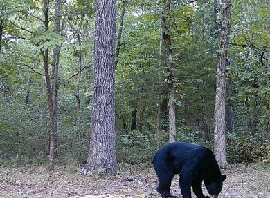 54+/- acres located off Peel Road in Shirley, Arkansas. This - photo 4