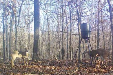 54+/- acres located off Peel Road in Shirley, Arkansas. This - photo 8