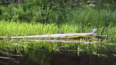 Looking for privacy, look no further. This 40-acre boat/ATV - photo 15