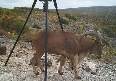 Lake Amistad Lot For Sale in Del Rio Texas