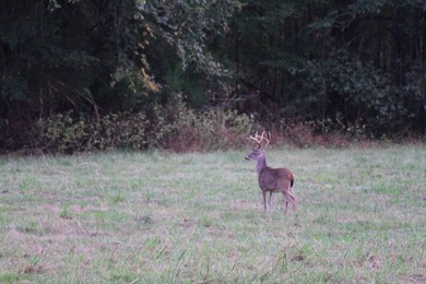 Approximately 175 acres in prime MS hunting country! This - photo 3