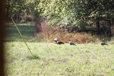 Approximately 175 acres in prime MS hunting country! This - photo 4