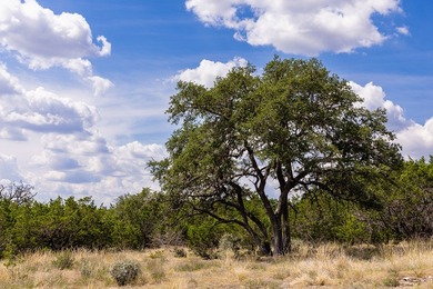 This 12.03-acre tract features a 75-foot elevation change - photo 18